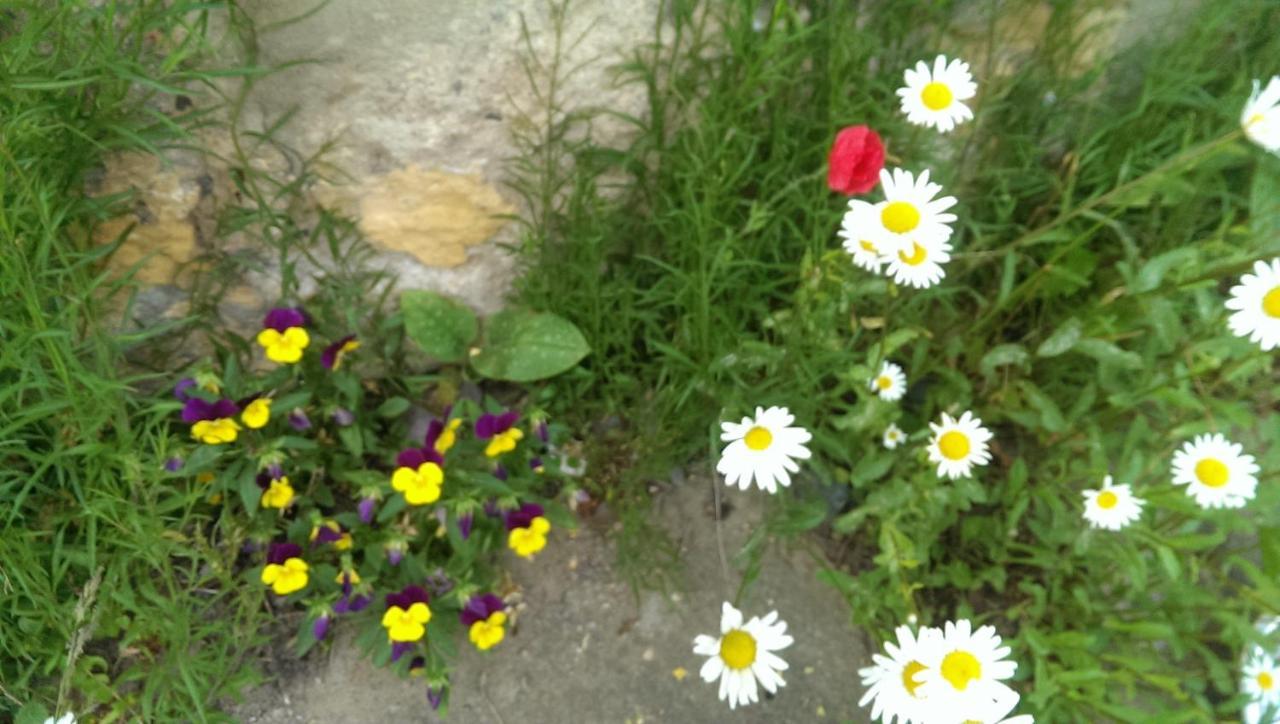 Ein Platz Fuer Ruhe Und Naturgenuss Sebnitz Zewnętrze zdjęcie