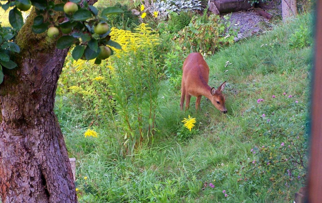 Ein Platz Fuer Ruhe Und Naturgenuss Sebnitz Zewnętrze zdjęcie